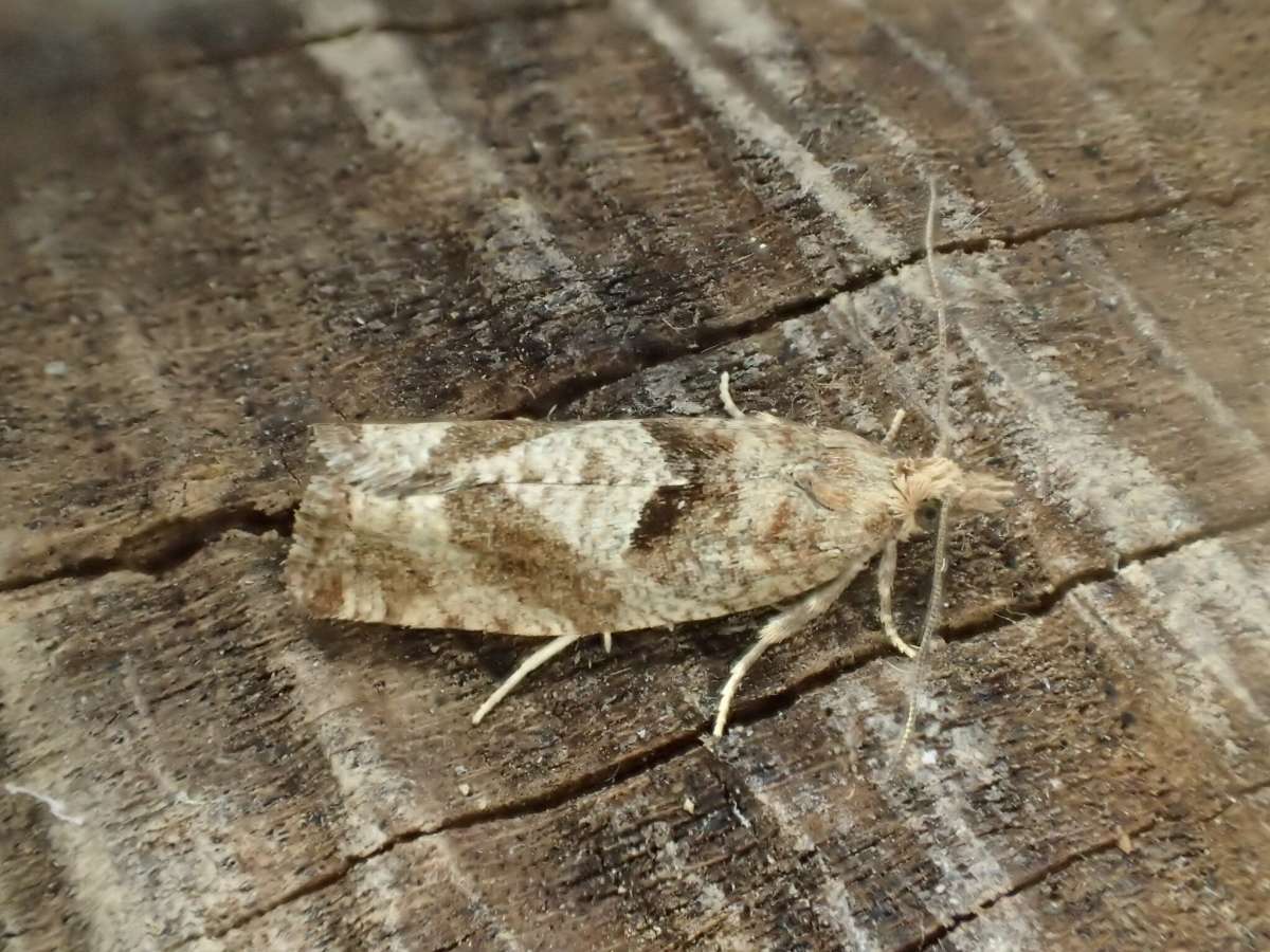 Variable Bell (Epinotia solandriana) photographed at Burnt Oak Wood  by Dave Shenton 