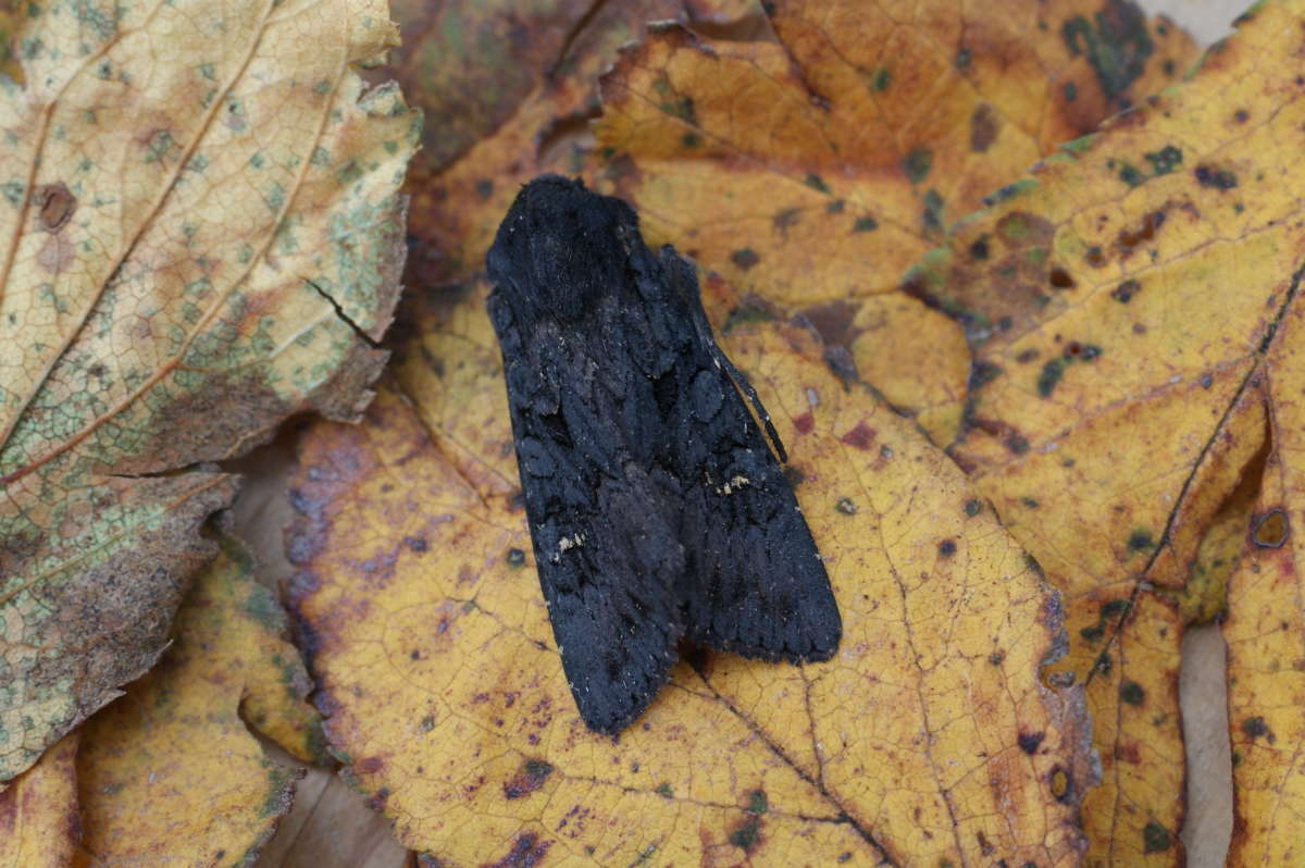 Black Rustic (Aporophyla nigra) photographed at Aylesham  by Dave Shenton 
