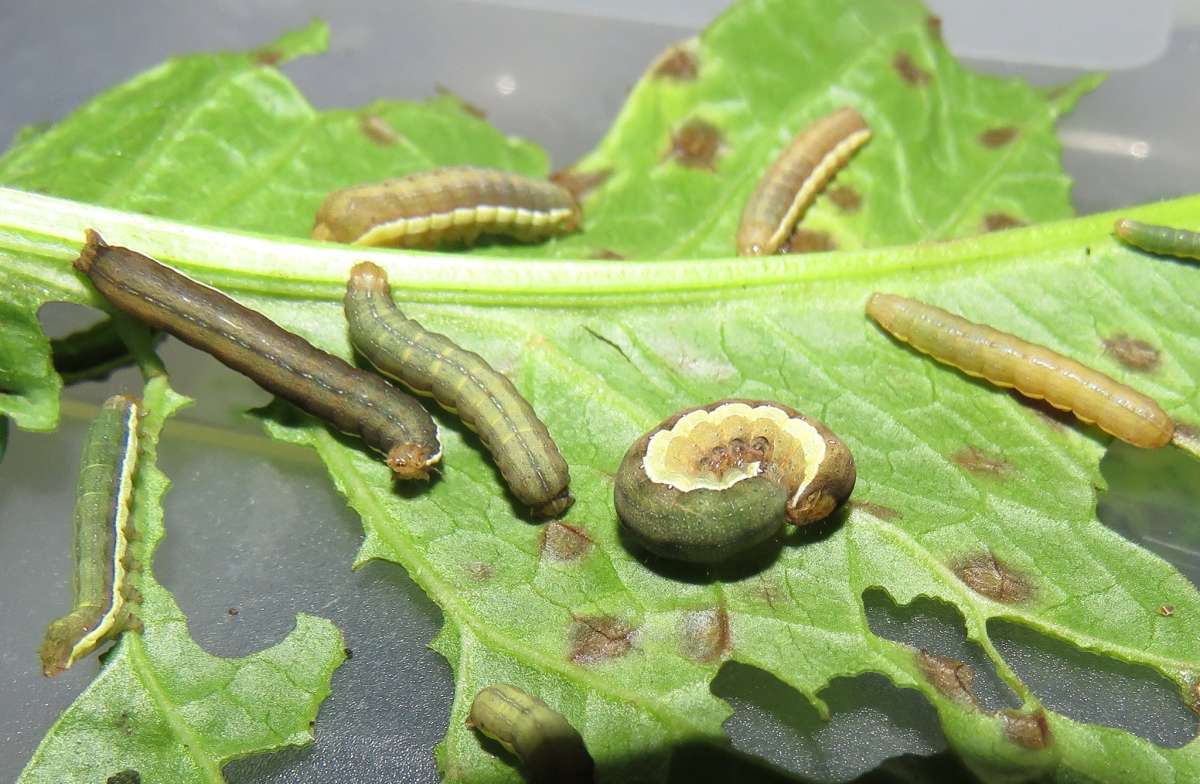 Radford's Flame Shoulder (Ochropleura leucogaster) photographed in Kent by Tony Rouse