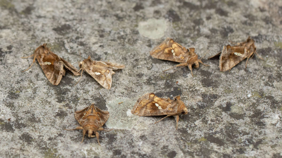 Golden Twin-spot (Chrysodeixis chalcites) photographed in Kent by Alex Perry