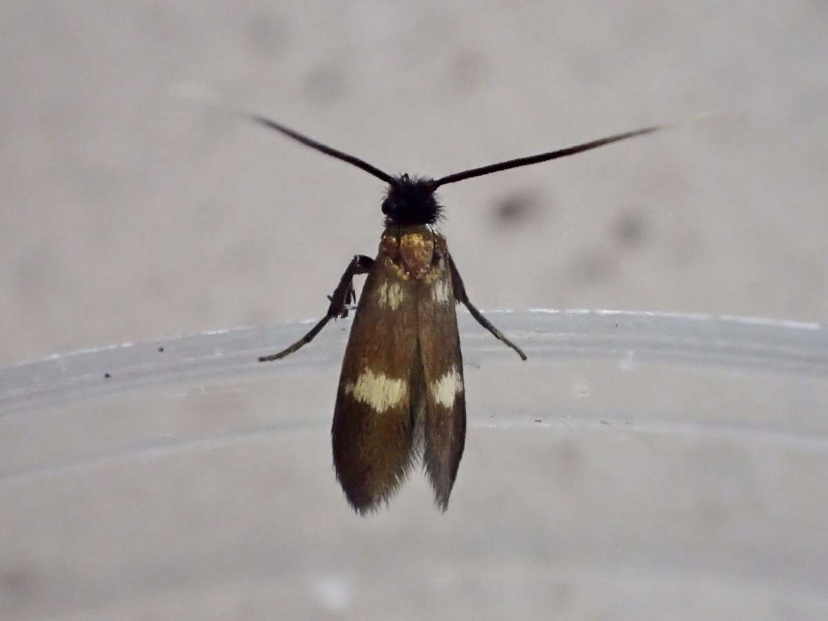 Little Long-horn (Cauchas fibulella) photographed at Jumping Downs LNR  by Dave Shenton 