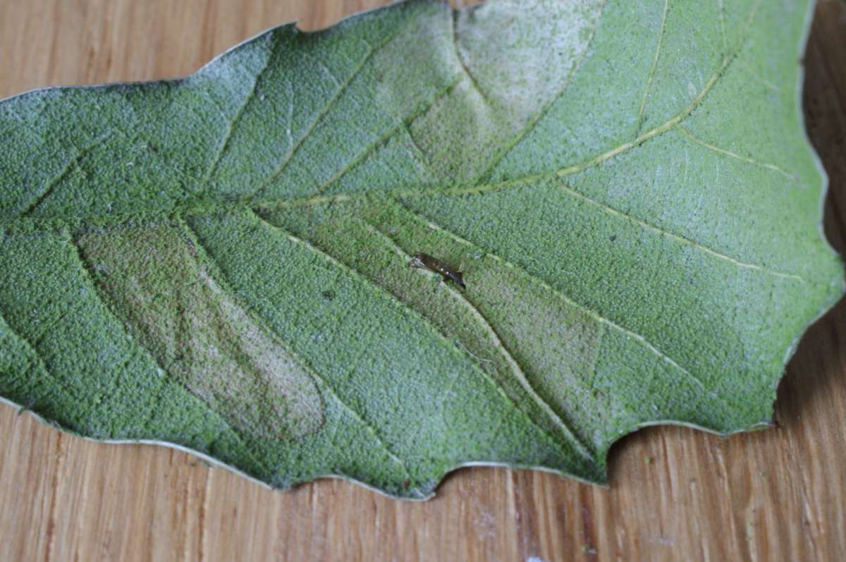 Garden Midget (Phyllonorycter messaniella) photographed in Kent by Dave Shenton 