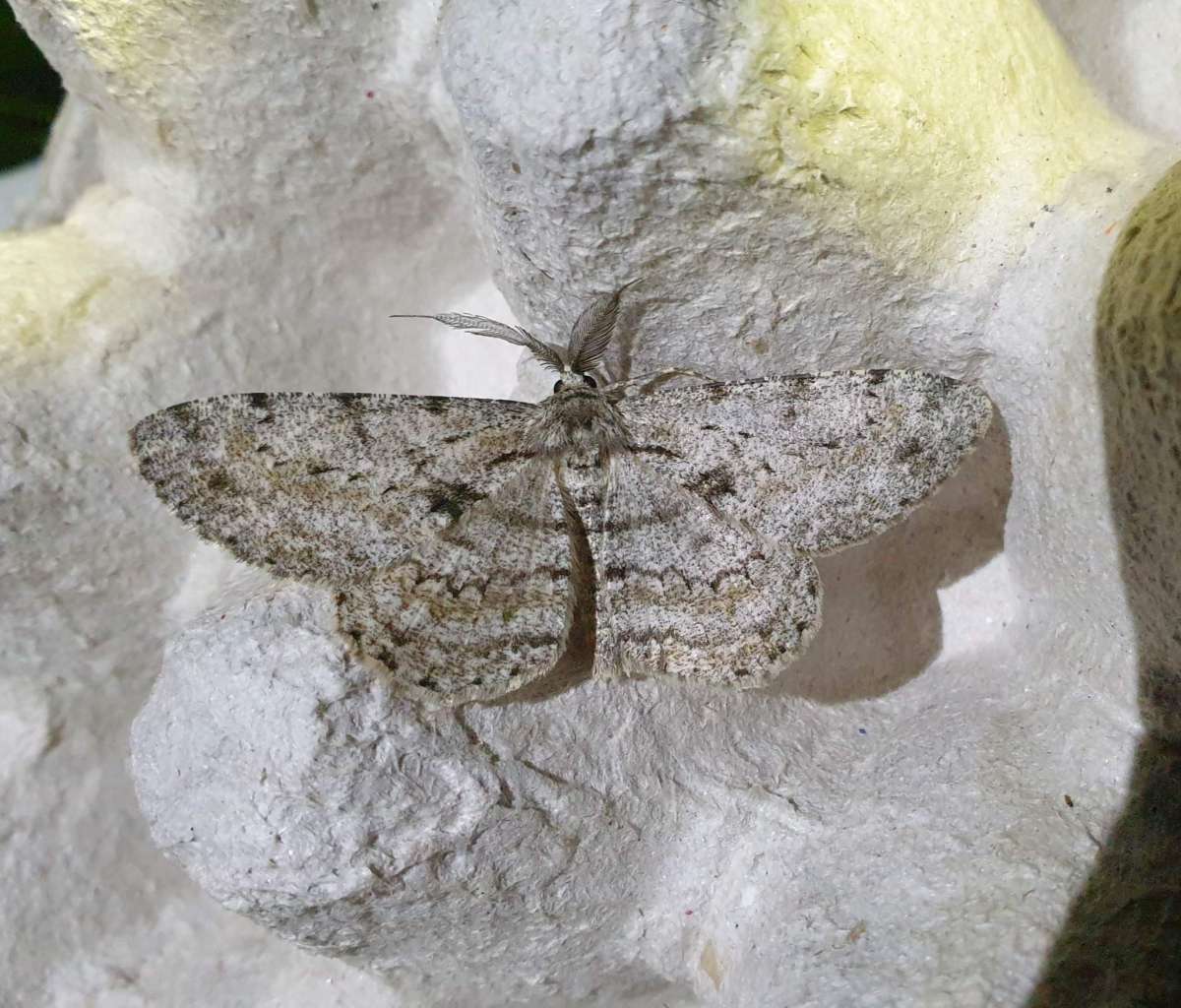 Great Oak Beauty (Hypomecis roboraria) photographed in Kent by Andrew Lawson