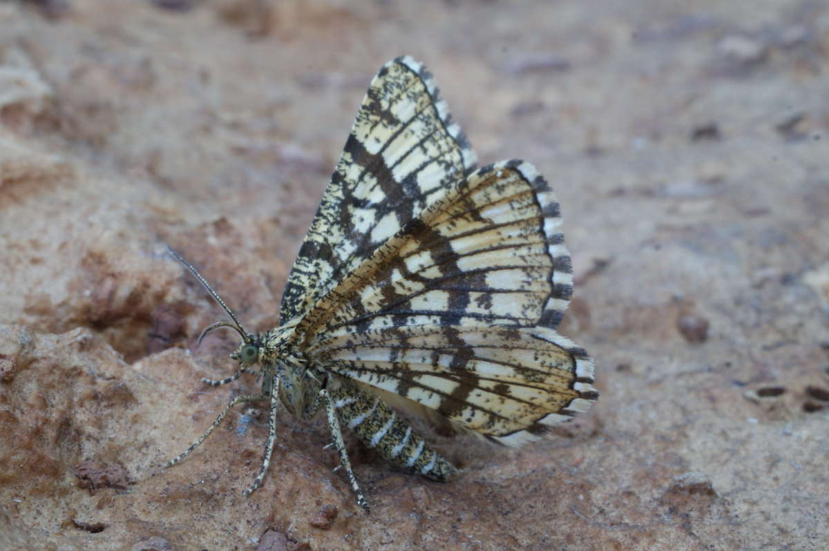 Latticed Heath (Chiasmia clathrata) photographed at Aylesham  by Dave Shenton 