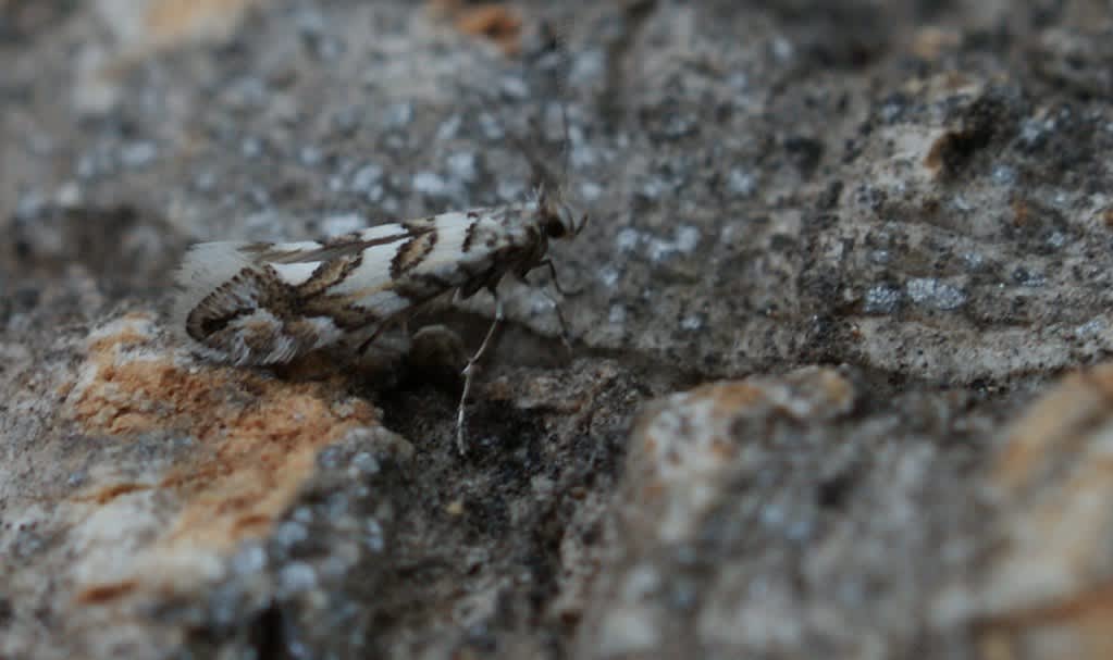 Sycamore Midget (Phyllonorycter geniculella) photographed at Jumping Downs LNR  by Dave Shenton 