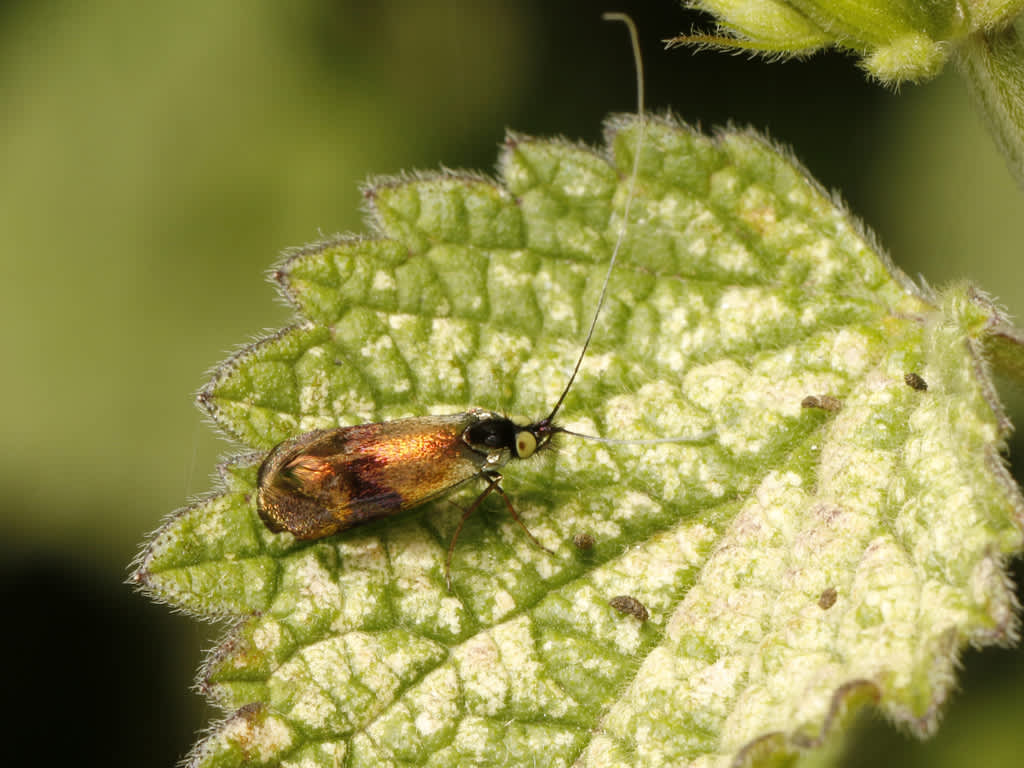 Horehound Long-horn (Nemophora fasciella) photographed in Kent by David Beadle 