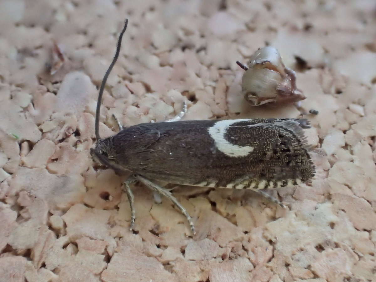 Northern Cresent Piercer (Grapholita lunulana) photographed in Kent by Dave Shenton