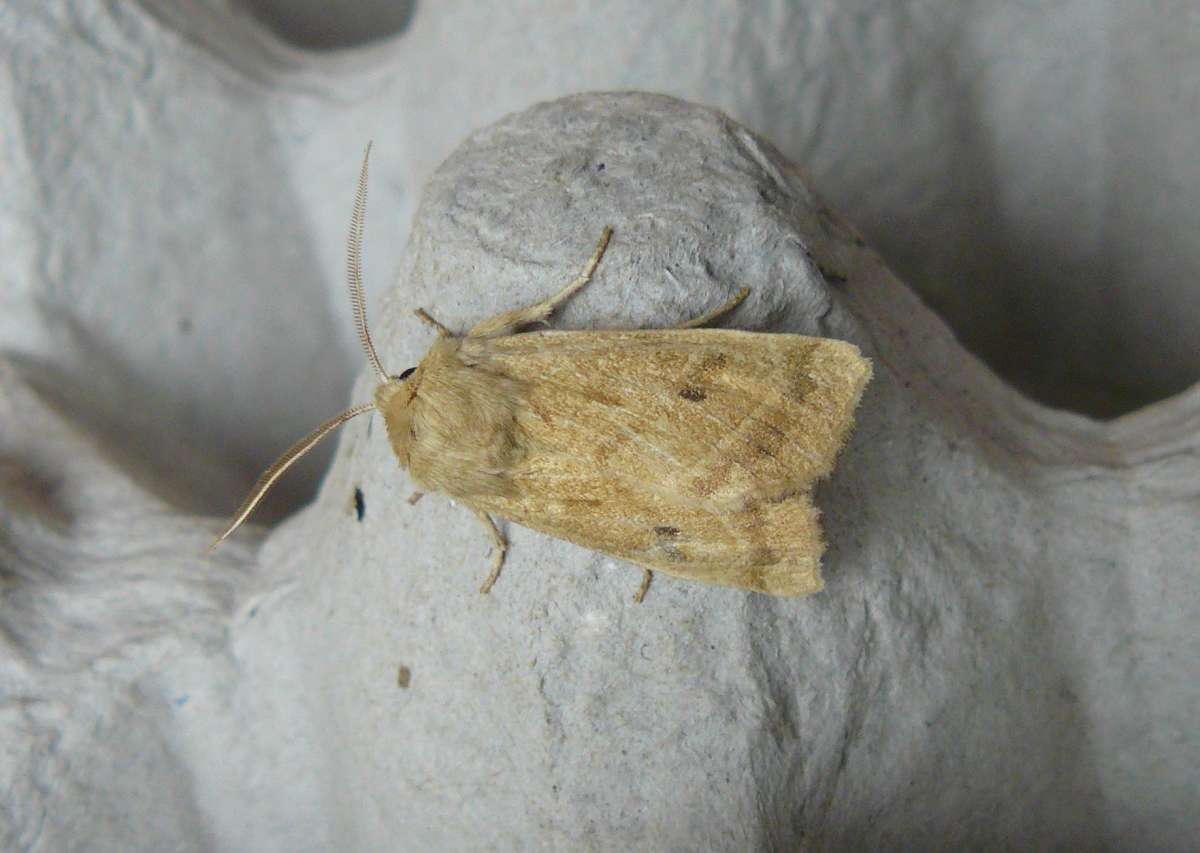 Marsh Mallow Moth (Hydraecia osseola) photographed in Kent by Fred Butcher