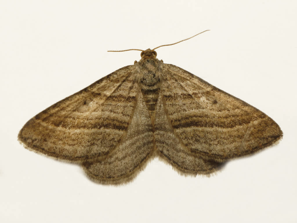 Oblique Striped (Phibalapteryx virgata) photographed in Kent by David Beadle 