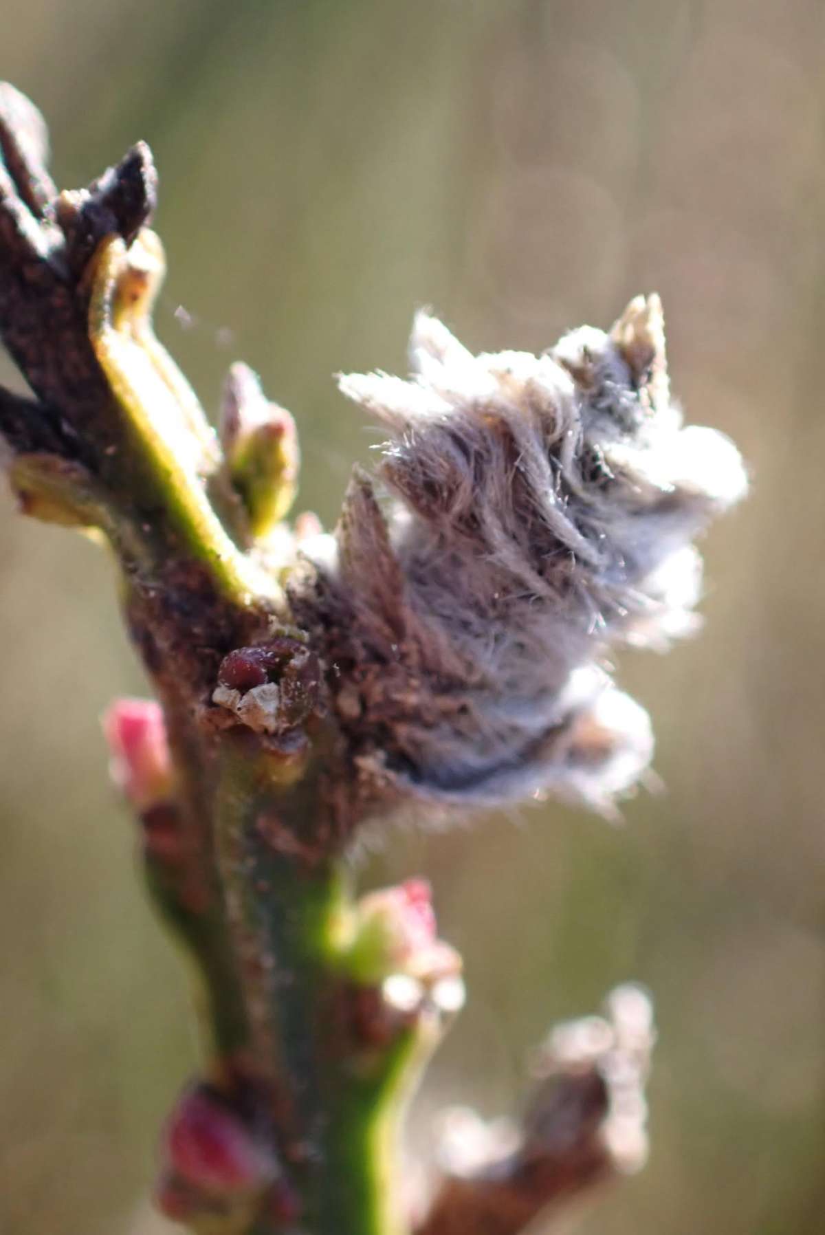 Broom Case-bearer (Coleophora saturatella) photographed in Kent by Oliver Bournat