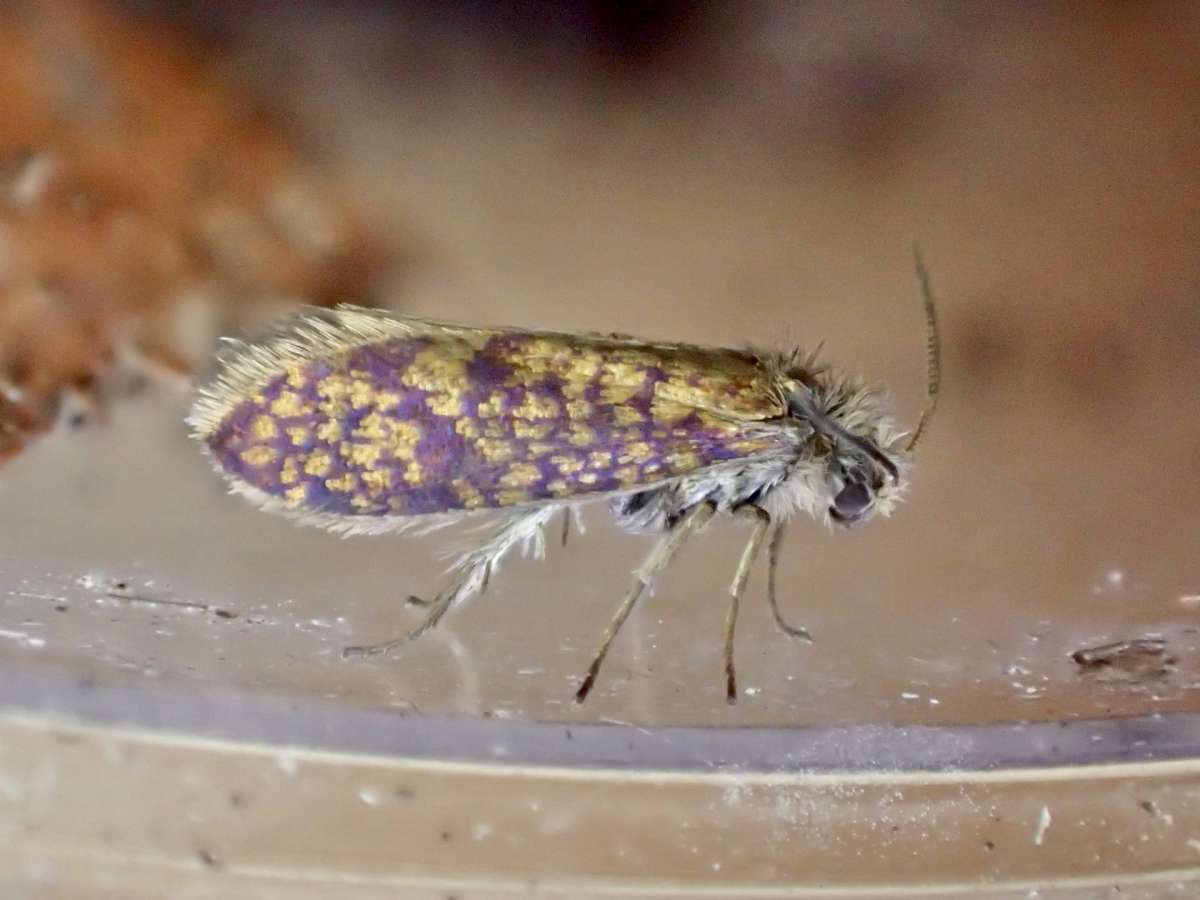 Washed Purple (Eriocrania cicatricella) photographed in Kent by Dave Shenton 