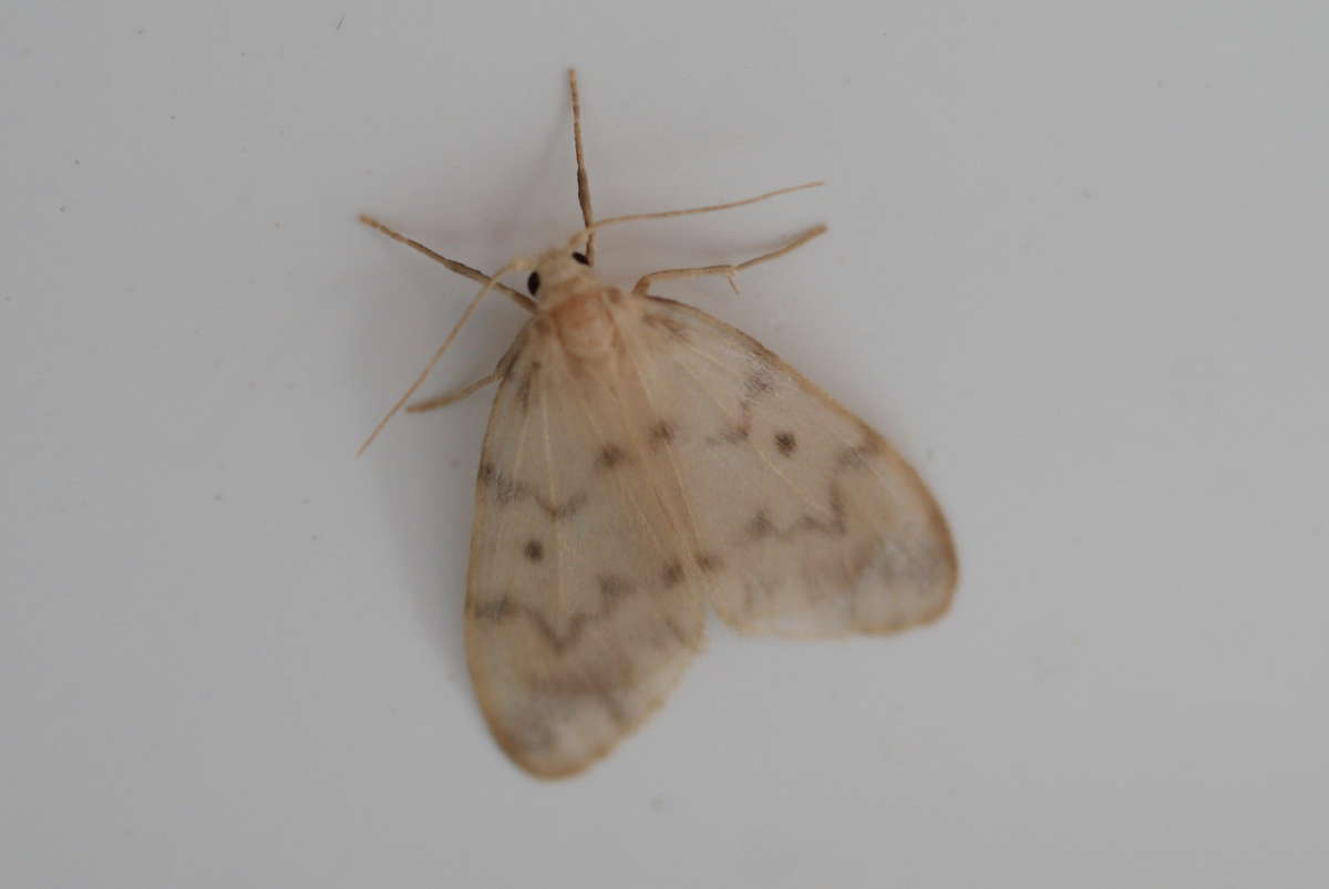 Muslin Footman (Nudaria mundana) photographed in Kent by Dave Shenton 