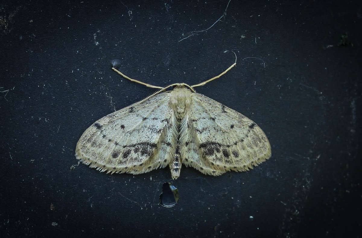 Single-dotted Wave (Idaea dimidiata) photographed in Kent by Carol Strafford 