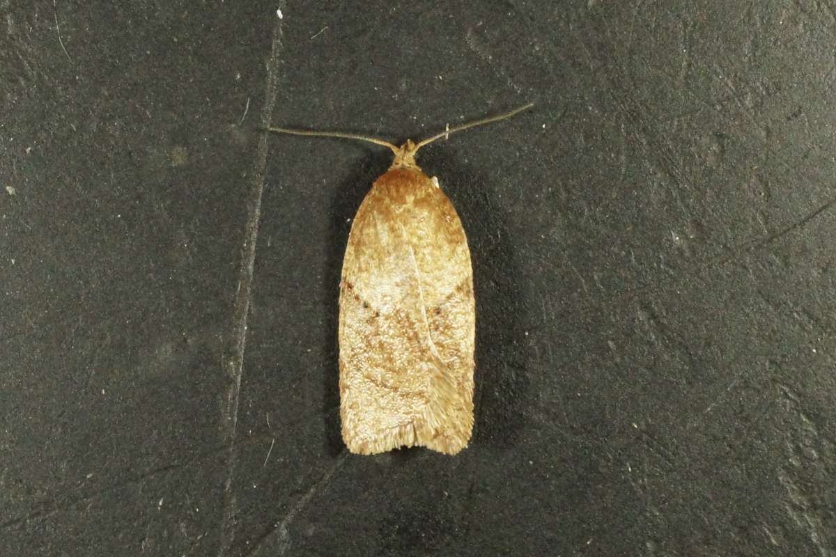 Rusty Birch Button (Acleris notana) photographed in Kent by Dave Shenton