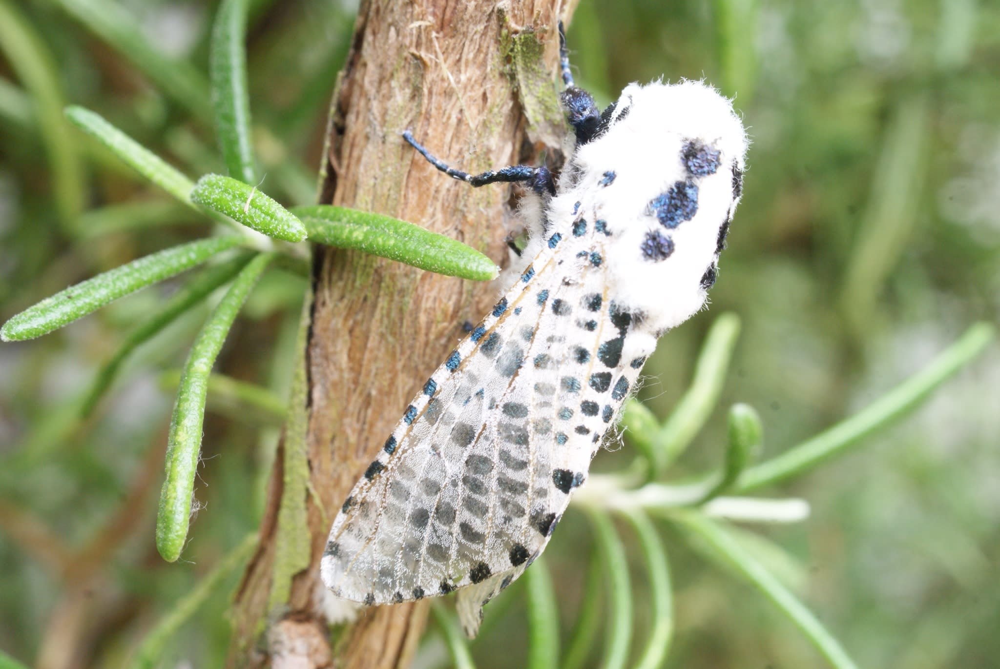 Leopard Moth (Zeuzera pyrina) photographed at Aylesham  by Dave Shenton