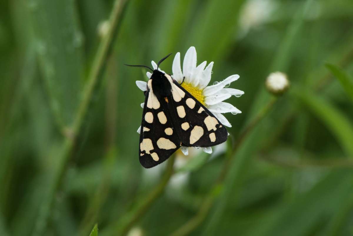 Cream-spot Tiger (Arctia villica) photographed in Kent by Lester Barnes