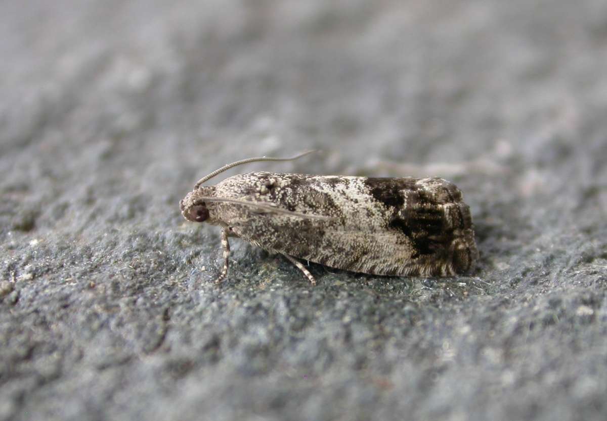 Marbled Piercer (Cydia splendana) photographed in Kent by Ross Newham