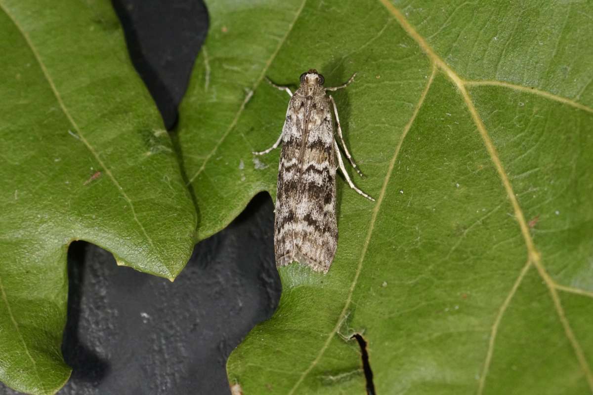 Dark Pine Knot-horn (Dioryctria abietella) photographed at Aylesham  by Dave Shenton 