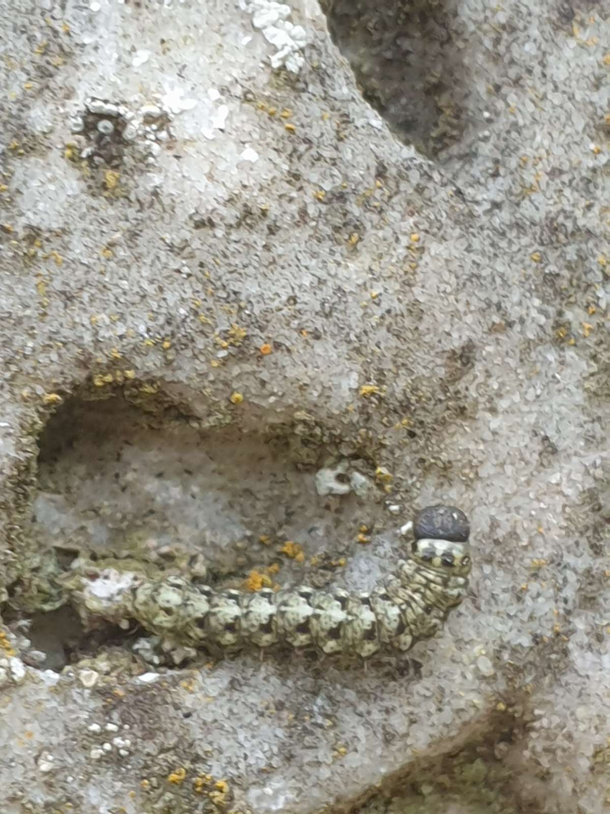 Tree-lichen Beauty (Cryphia algae) photographed in Kent by Phil Ambler