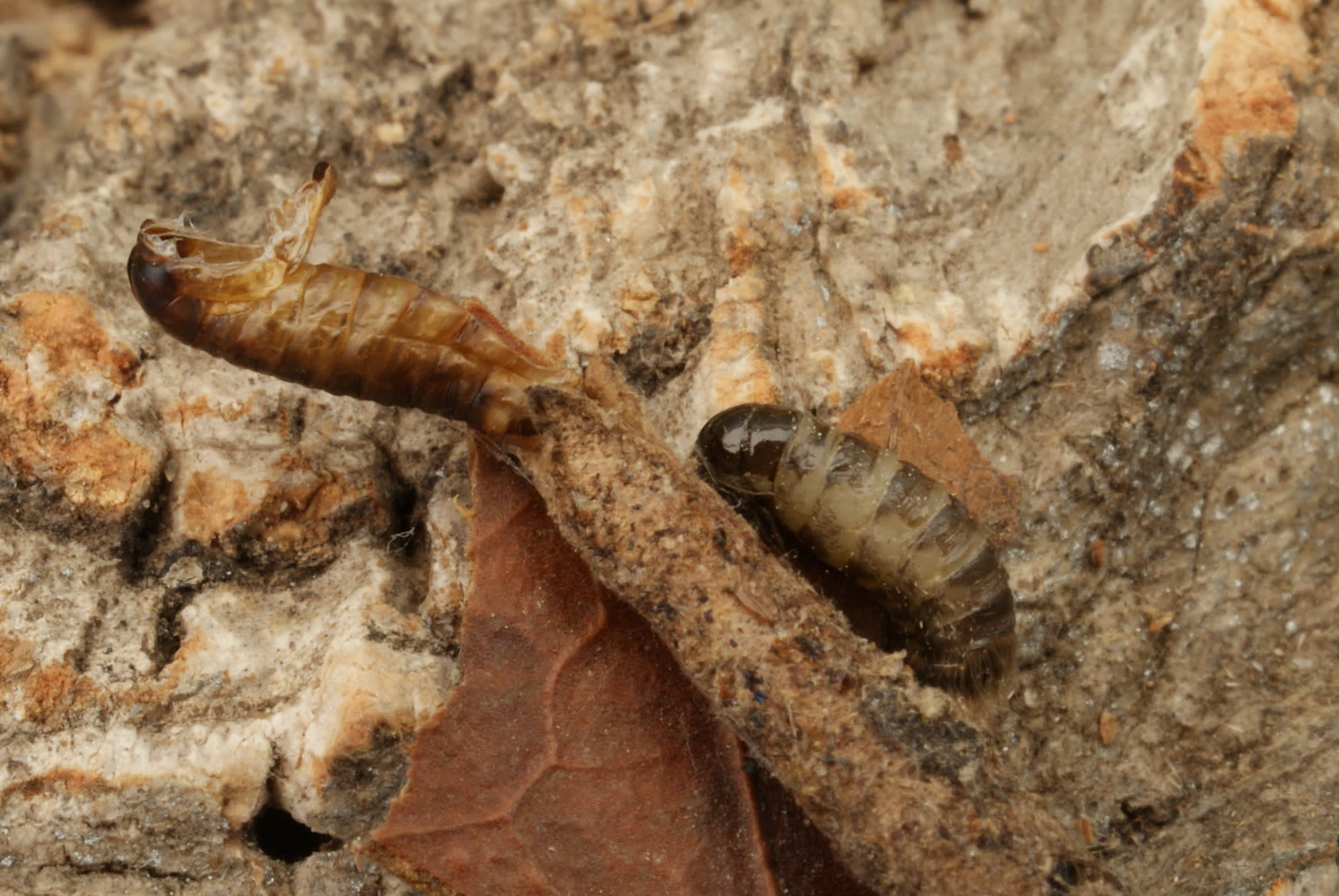 Brown Bagworm (Taleporia tubulosa) photographed at King’s Wood, Challock by Dave Shenton 