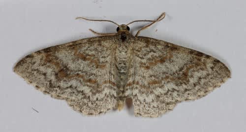 Waved Carpet (Hydrelia sylvata) photographed at Lydden  by Steve Cutt