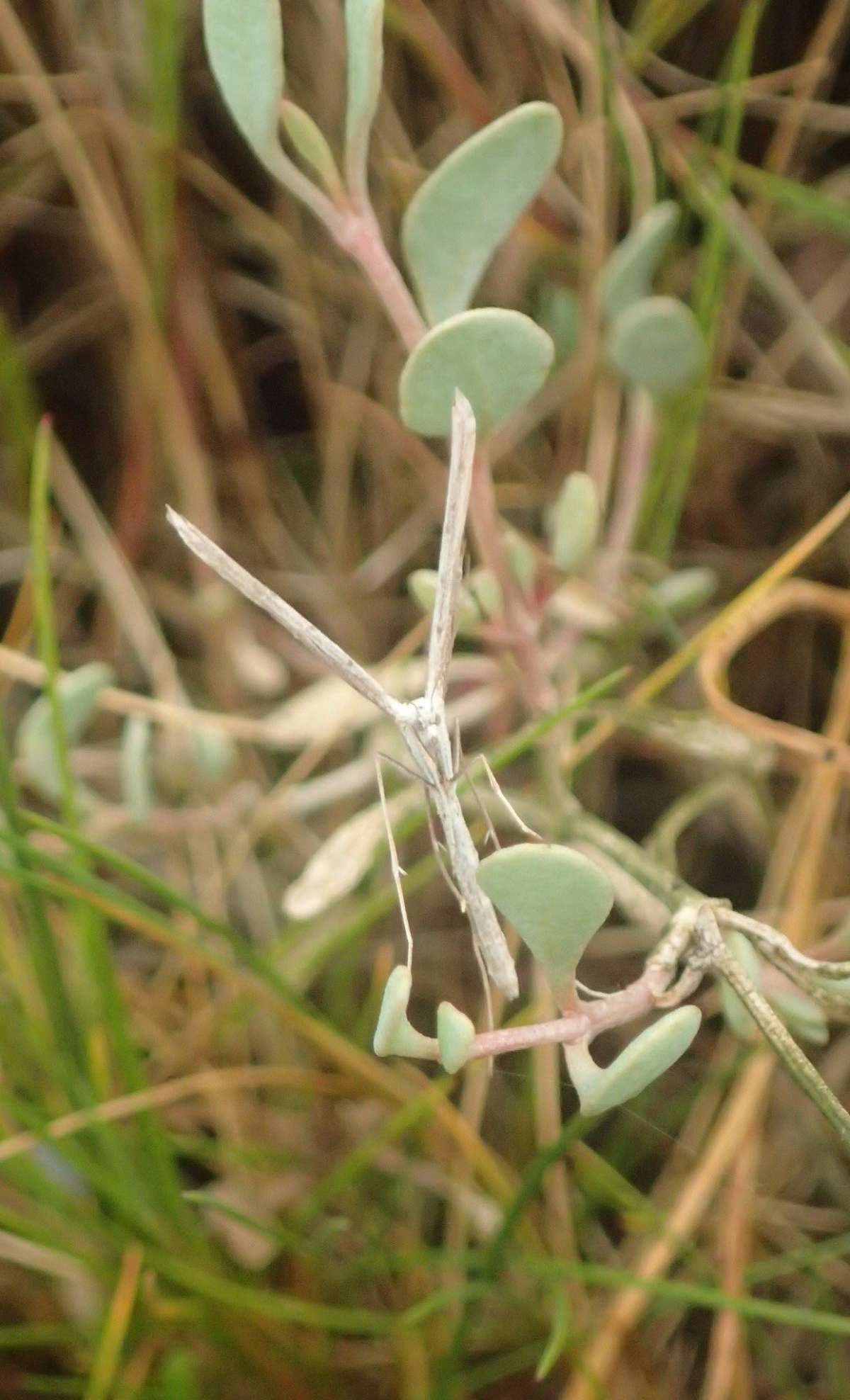 Saltmarsh Plume (Agdistis bennetii) photographed at Oare Marshes  by Dave Shenton 