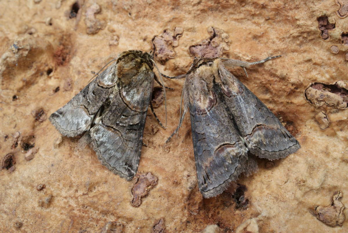 Dark Spectacle (Abrostola triplasia) photographed at Aylesham  by Dave Shenton 