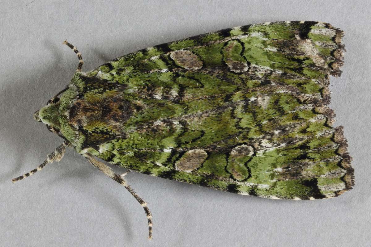 Green Arches (Anaplectoides prasina) photographed in Kent by Steve Cutt