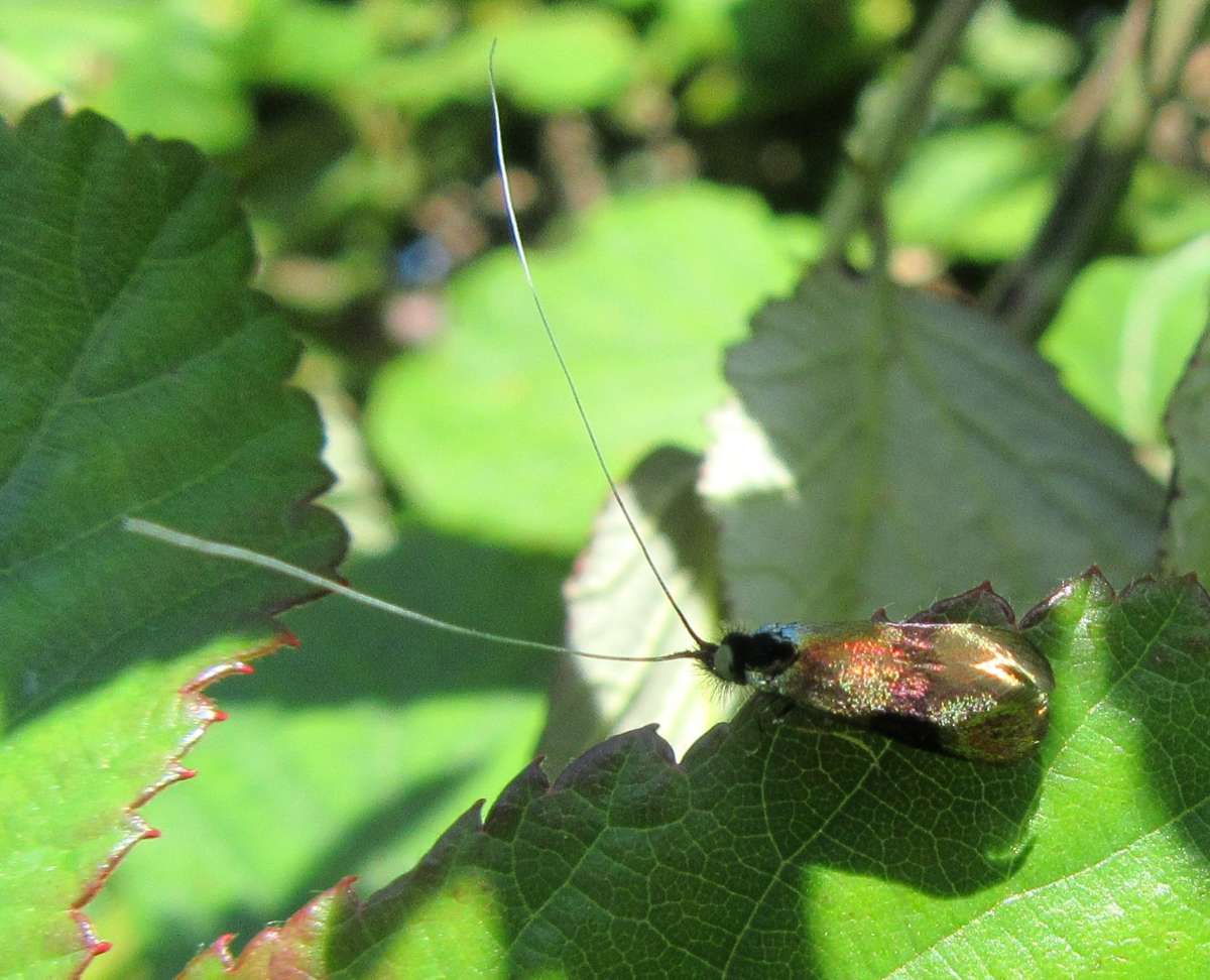 Horehound Long-horn (Nemophora fasciella) photographed at Deal by Konrad Lorenz 