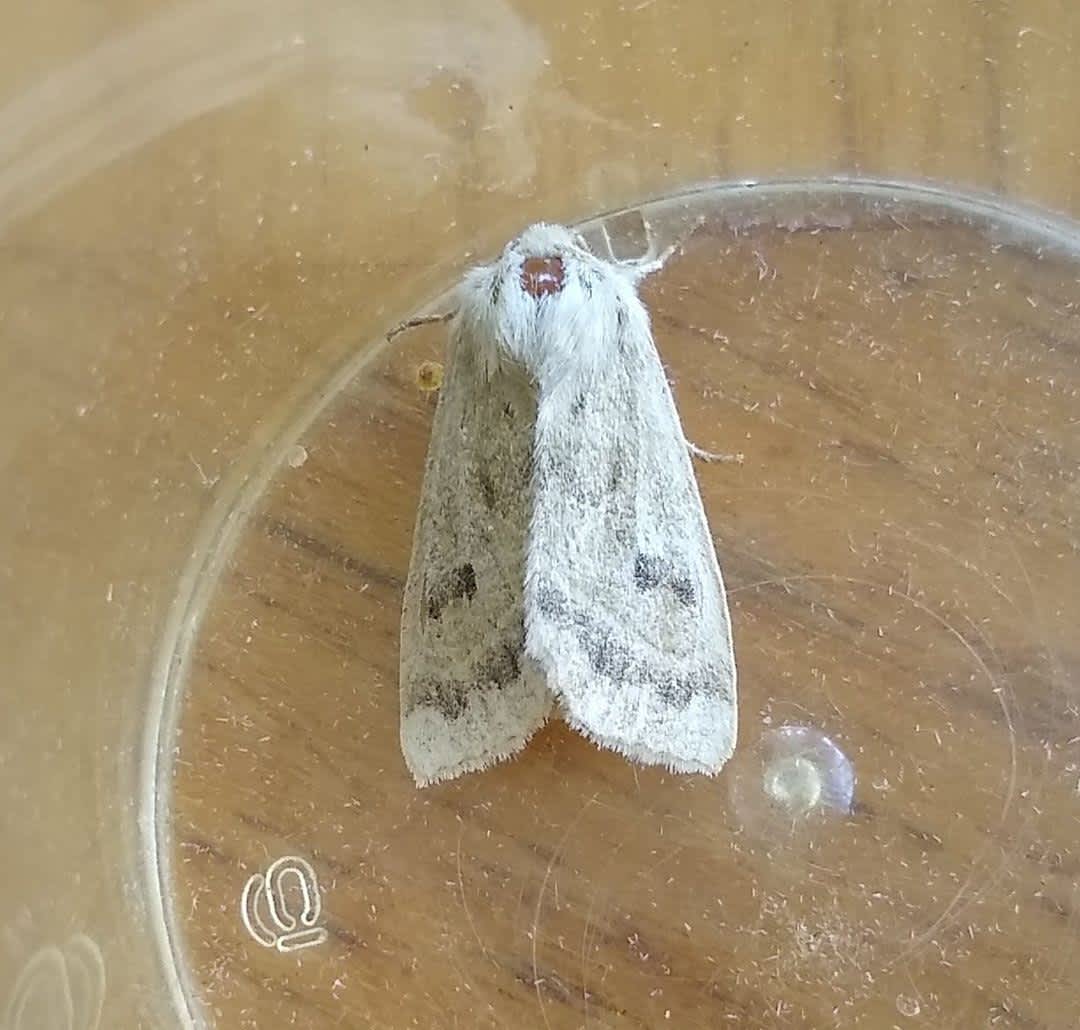 Marsh Mallow Moth (Hydraecia osseola) photographed in Kent by Bernard Boothroyd 