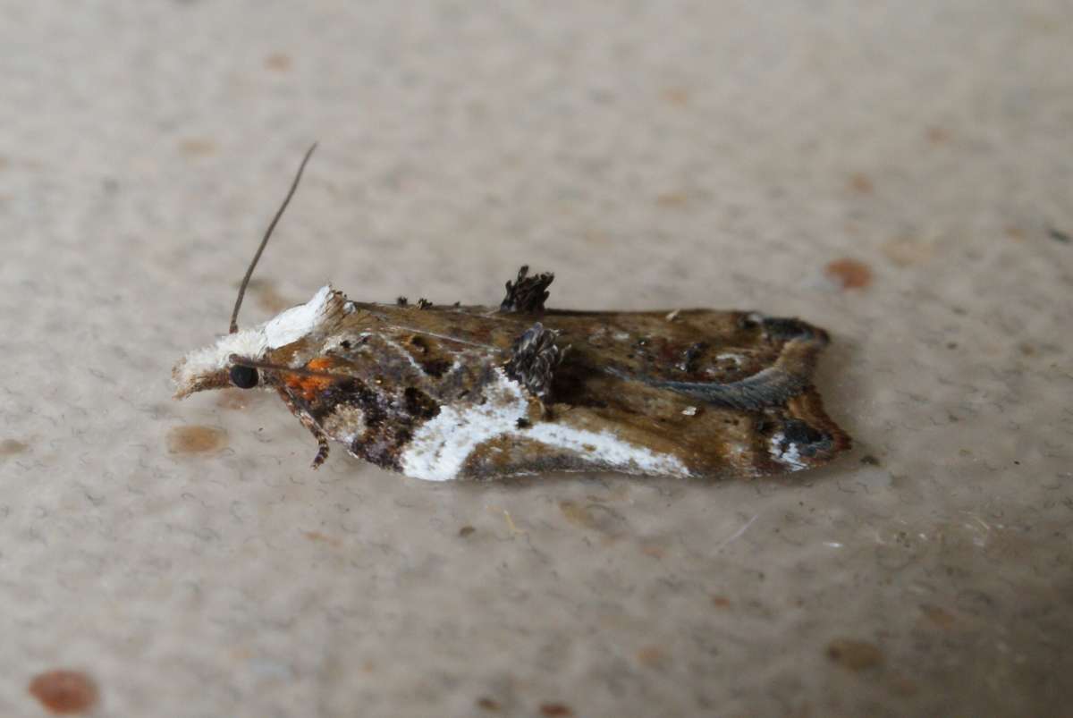 Tufted Button (Acleris cristana) photographed in Kent by Dave Shenton 