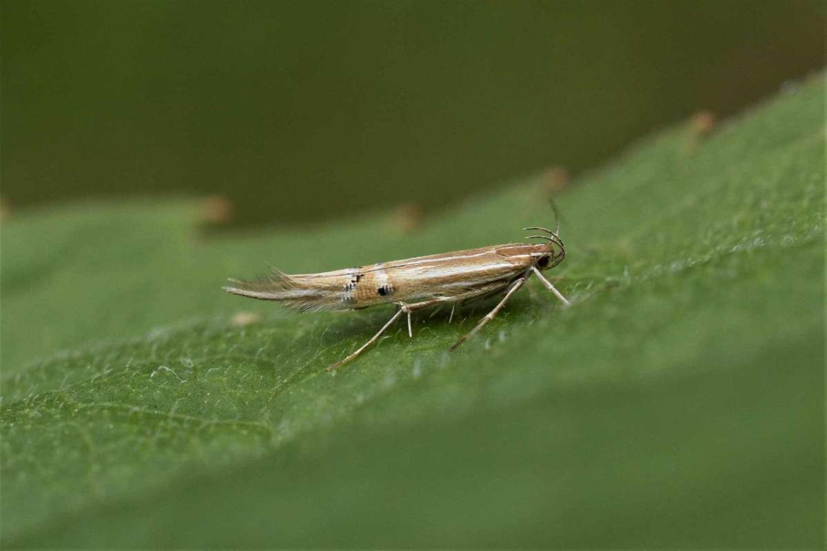 Fen Cosmet (Cosmopterix lienigiella) photographed in Kent by Antony Wren 