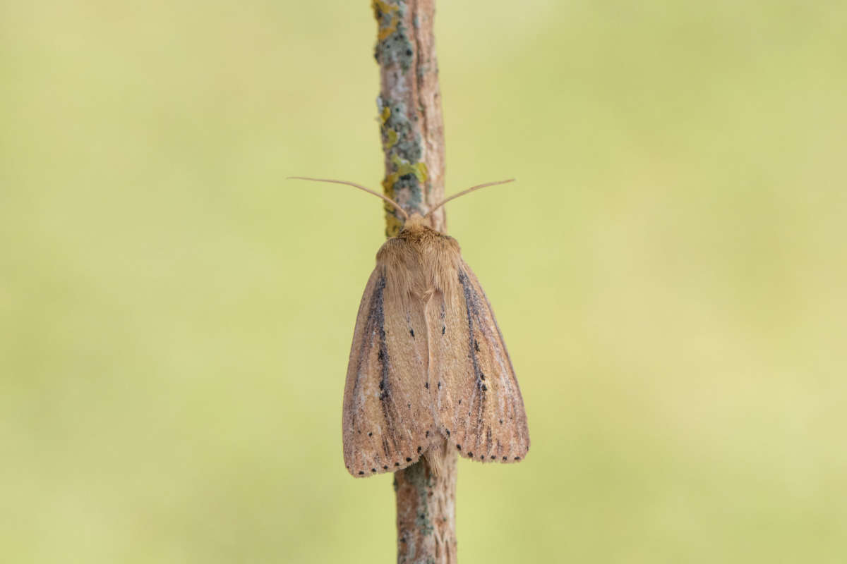 Webb's Wainscot (Globia sparganii) photographed in Kent by Alex Perry