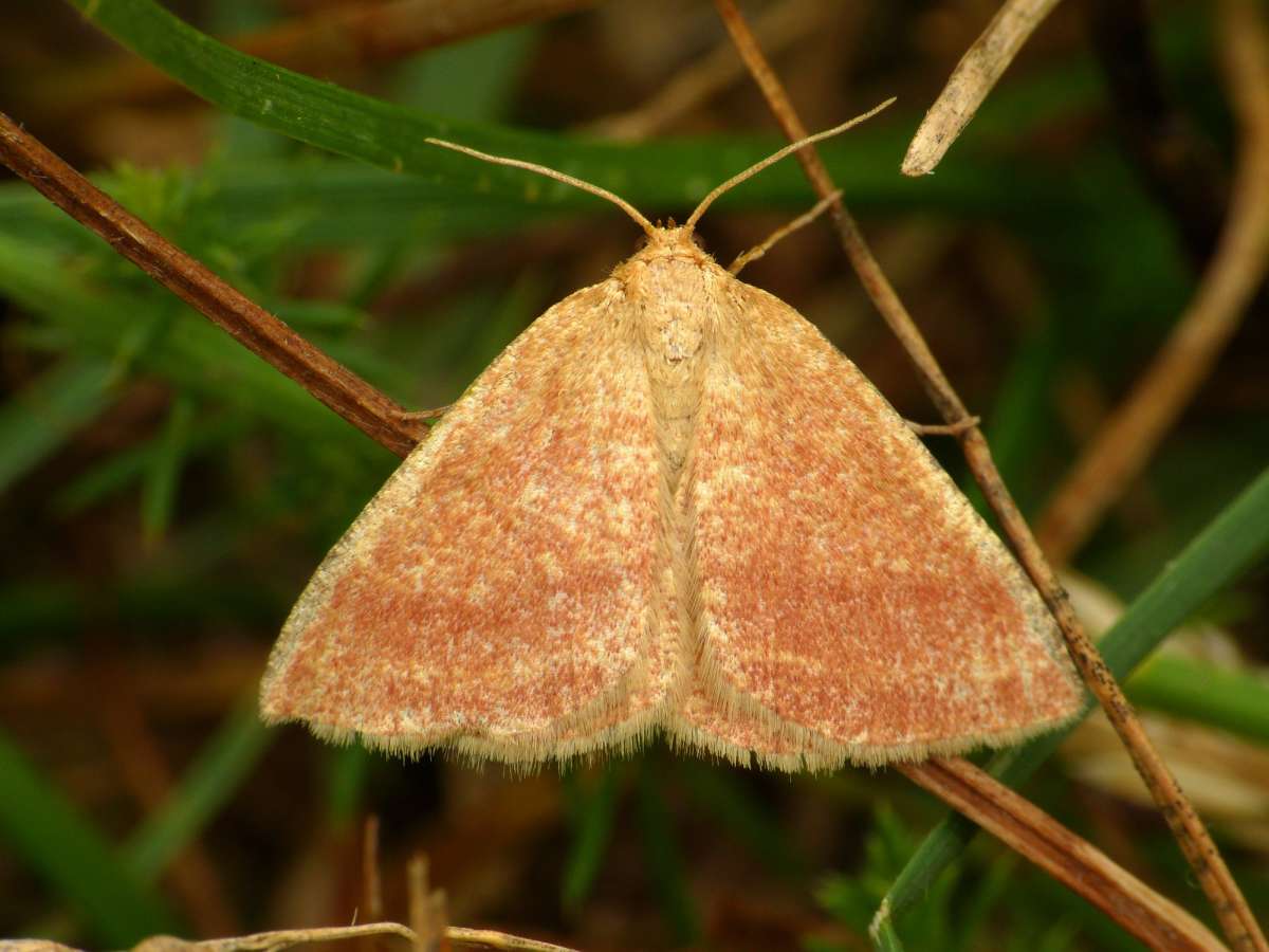 Rest Harrow (Aplasta ononaria) photographed in Kent by Chris Manley 