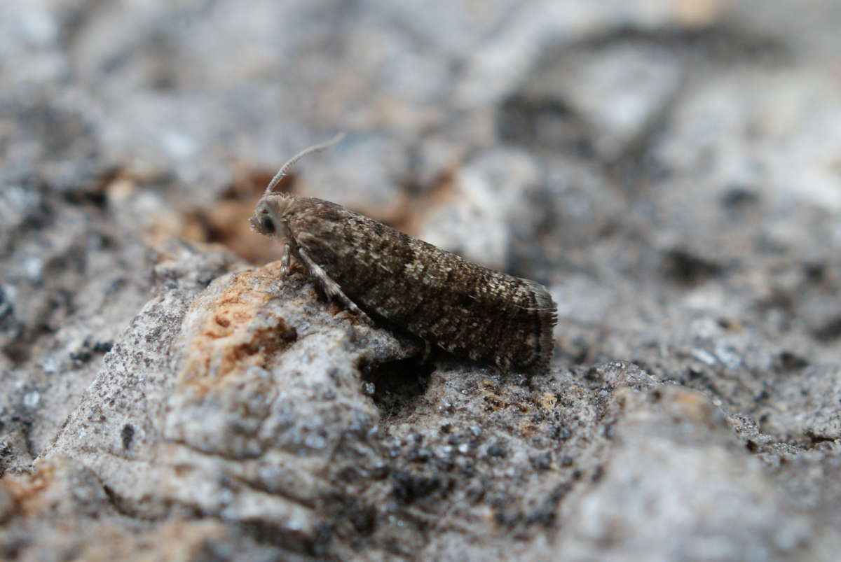 Small Spruce Bell (Epinotia nanana) photographed at Aylesham  by Dave Shenton 