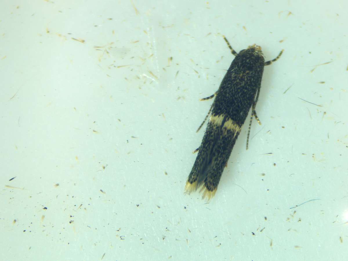 Wood Dwarf (Elachista obliquella) photographed in Kent by Phil Ambler