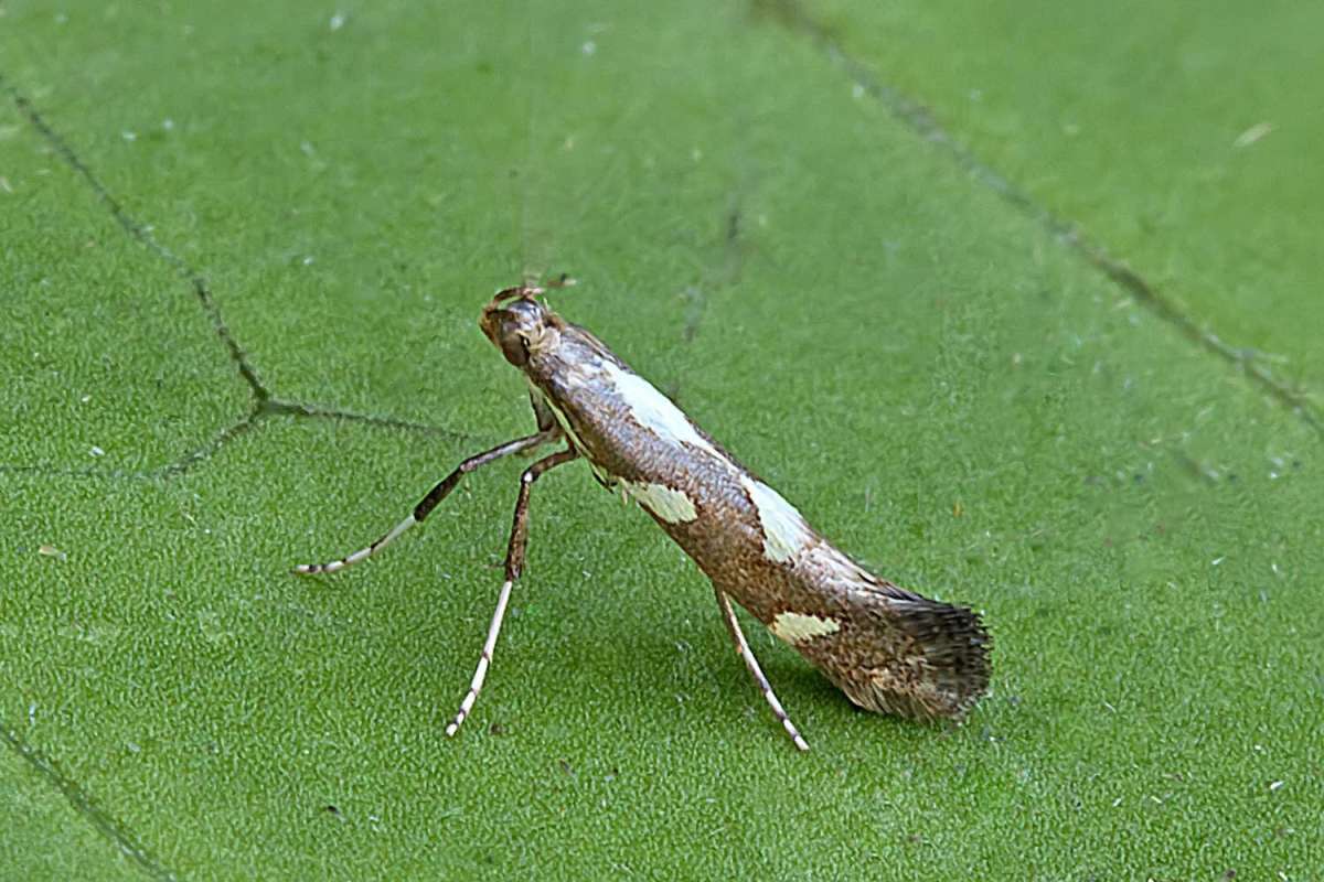 Little Slender (Calybites phasianipennella) photographed in Kent by Peter Maton 