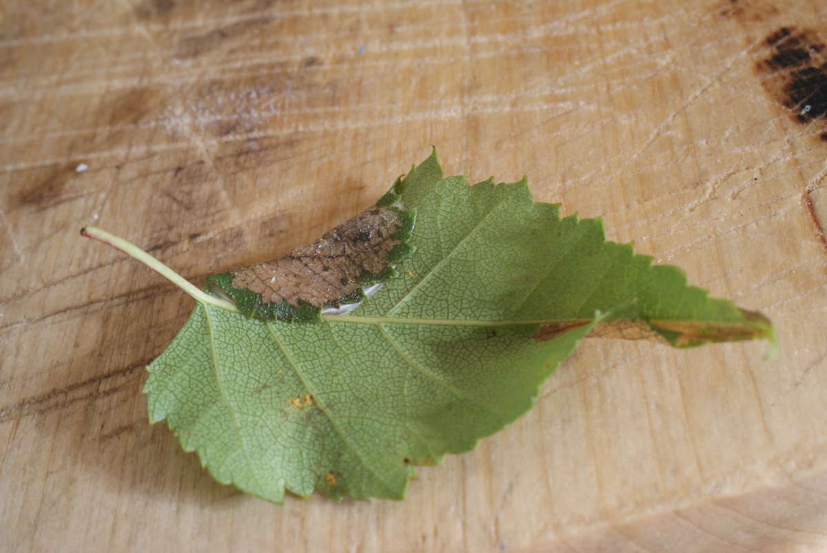 Brown Birch Slender (Parornix betulae) photographed in Kent by Dave Shenton 