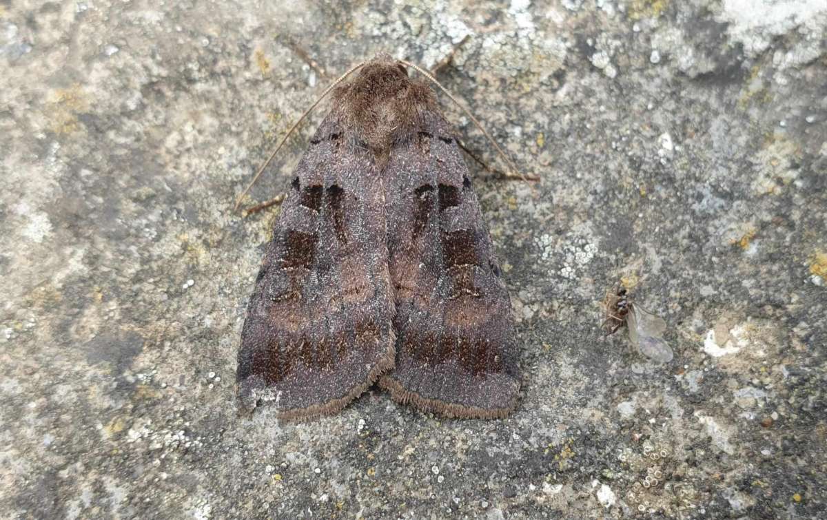 Square-spotted Clay (Xestia stigmatica) photographed in Kent by Andrew Lawson