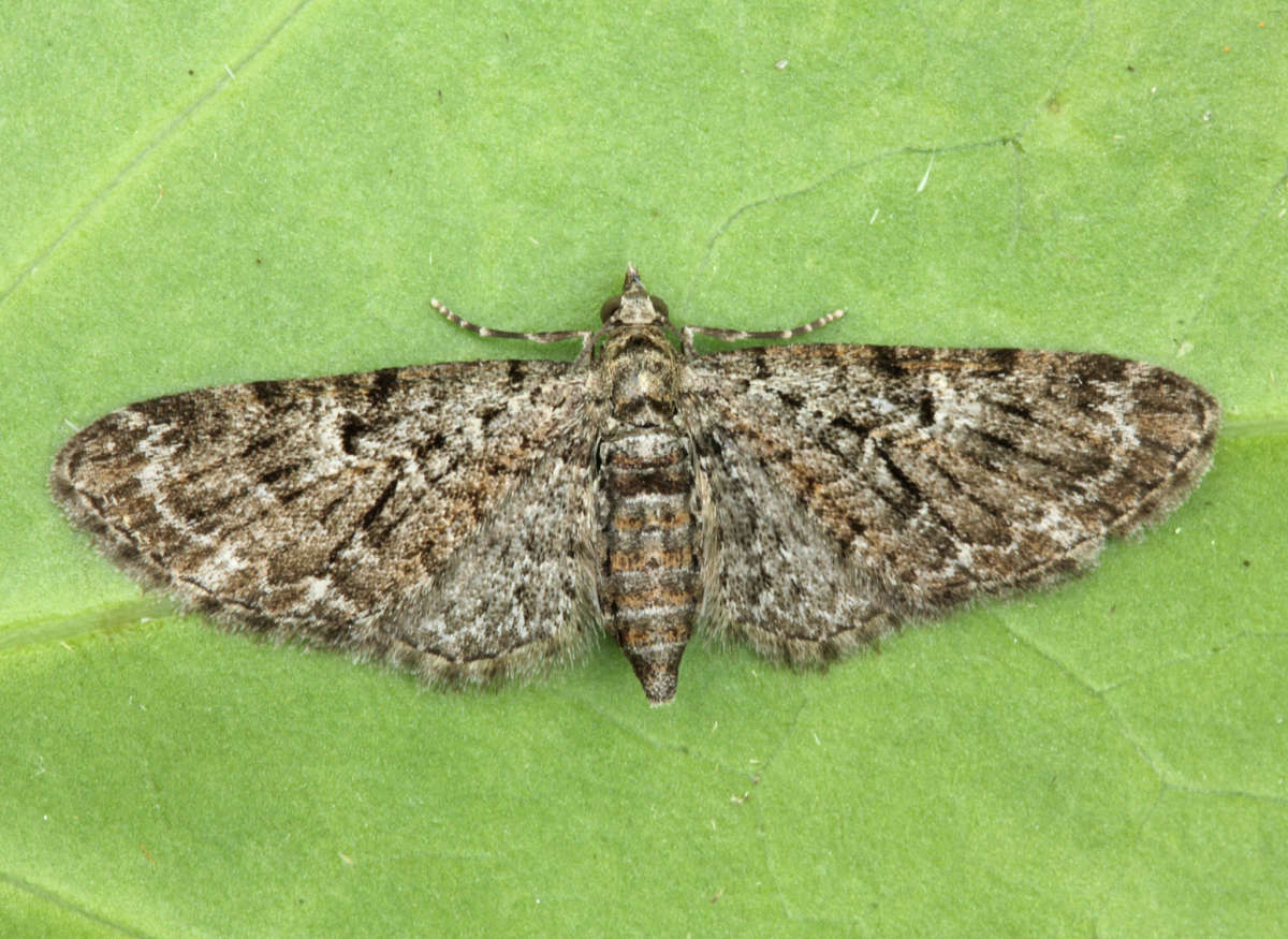 Oak-tree Pug (Eupithecia dodoneata) photographed at Boughton-under-Blean by Peter Maton 