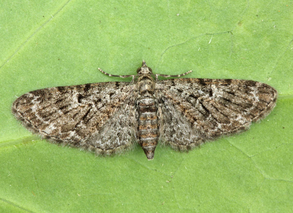 Oak-tree Pug (Eupithecia dodoneata) photographed at Boughton-under-Blean by Peter Maton 