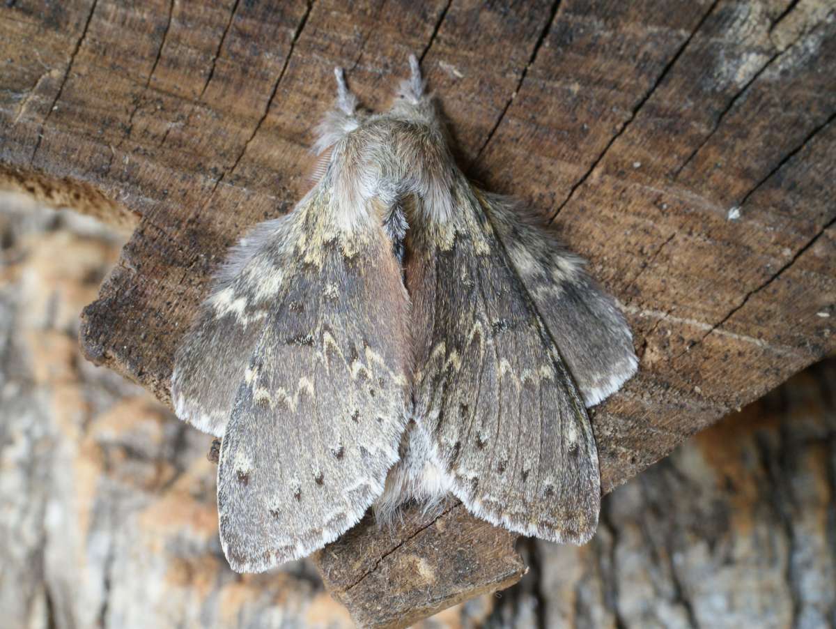 Lobster Moth (Stauropus fagi) photographed at Aylesham  by Dave Shenton