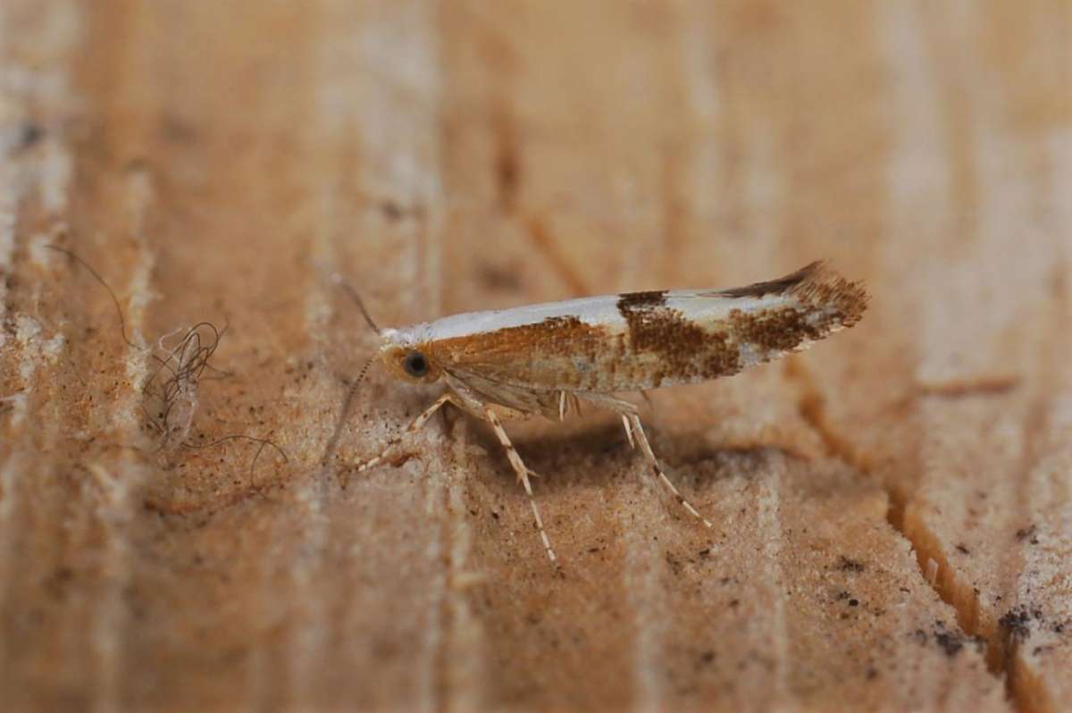 Cherry-fruit Moth (Argyresthia pruniella) photographed in Kent by Antony Wren