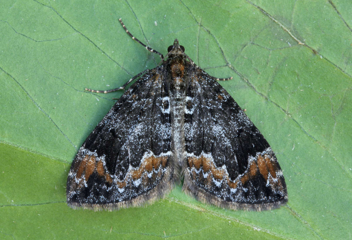 Common Marbled Carpet (Dysstroma truncata) photographed in Kent by Peter Maton 