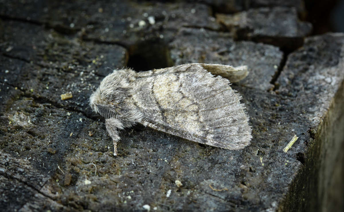 Dusky Marbled Brown (Gluphisia crenata) photographed in Kent by Carol Strafford 