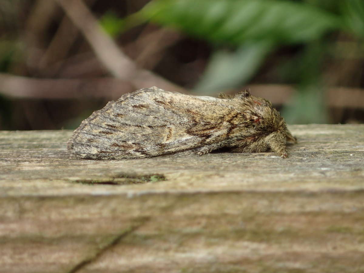 Great Prominent (Peridea anceps) photographed in Kent by Dave Shenton 