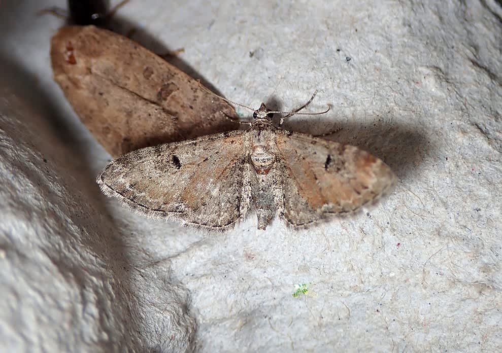 Pimpinel Pug (Eupithecia pimpinellata) photographed at Samphire Hoe by Darren Taylor 