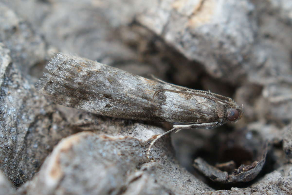 Broad-barred Knot-horn (Acrobasis consociella) photographed at Aylesham  by Dave Shenton 