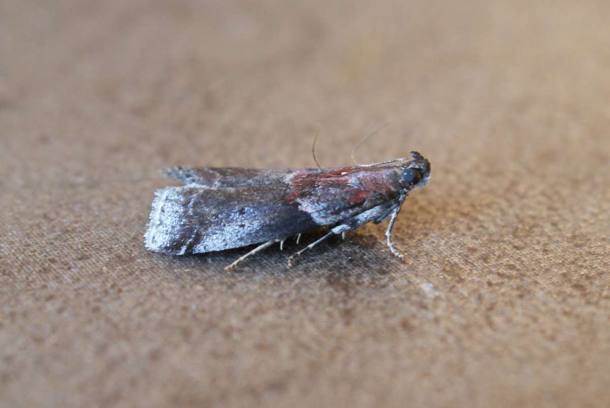 Thicket Knot-horn (Acrobasis suavella) photographed at Aylesham  by Dave Shenton 