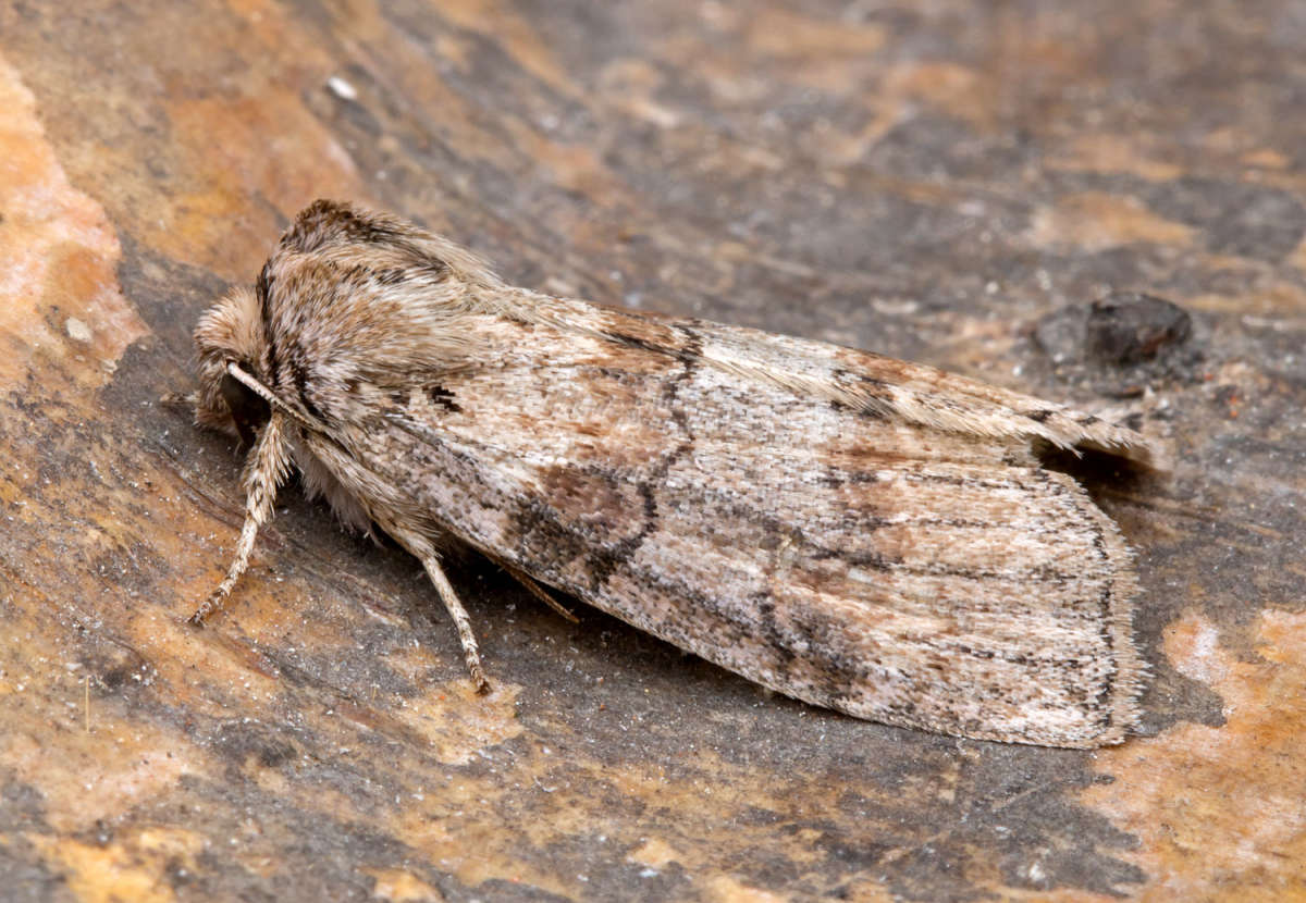 Oak Lutestring (Cymatophorina diluta) photographed at Boughton-under-Blean by Peter Maton 